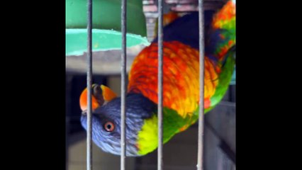 pets life #swinson #lorry #parrot #funnypets #usa #china