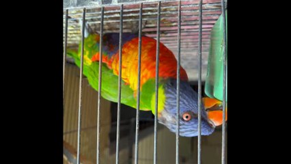 pets life #swinson #lorry #parrot #funnypets #usa #china