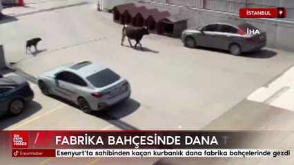 Esenyurt’ta sahibinden kaçan kurbanlık dana fabrika bahçelerinde gezdi