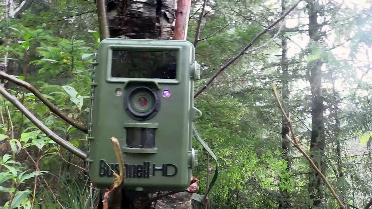 Alone Dropped Into the Wilderness Trailer