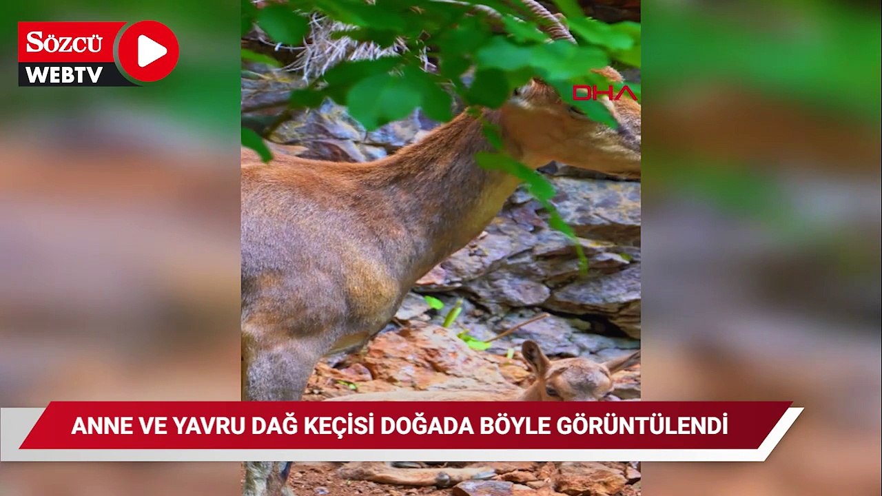 Anne ve yavru dağ keçisi doğada böyle görüntülendi