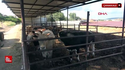 Çanakkale’de 1,5 tonluk Paşa, alıcısını bekliyor