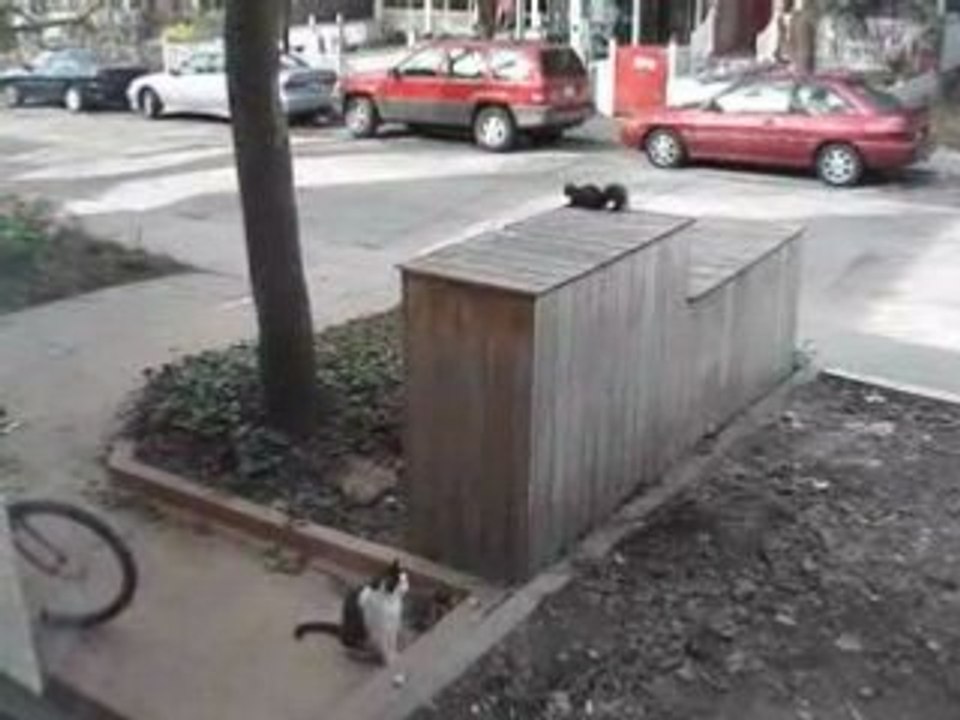 Petit film de Mat sur la vie animal de Toronto...