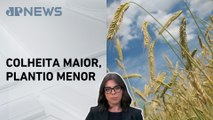 Mariana Grilli: Nova safra de trigo tem redução de área, mas produção deve crescer