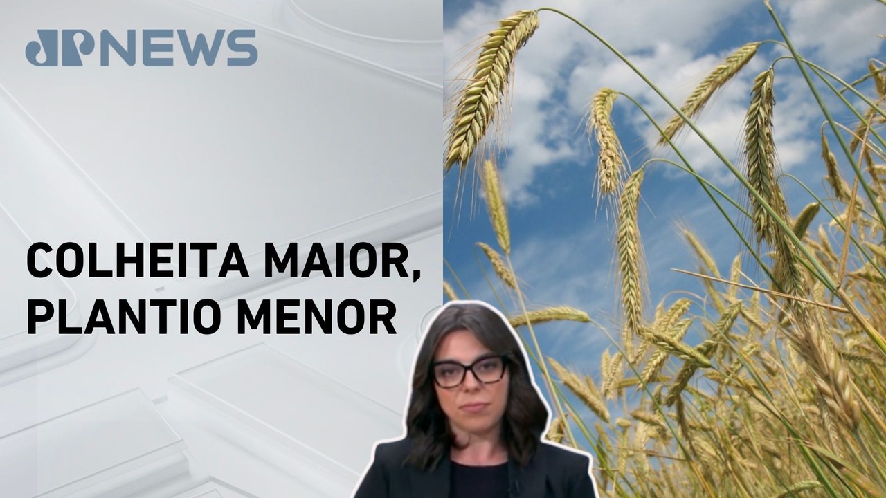 Mariana Grilli: Nova safra de trigo tem redução de área, mas produção deve crescer
