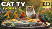 Video for Cats Watch These Birds Drive Your Kitty Wild - CatTV Central