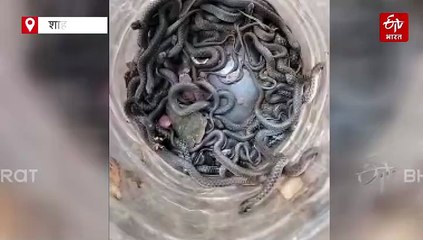 शाहजहांपुर के एक घर में मिला नागलोक; सफाई के दौरान 100 जहरीले सांप निकले, दहशत में परिवार