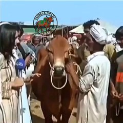 بیل کا دماغ خراب ہو رہا تھا اسکی بڑ بڑ سن کEid offer un limited sharing