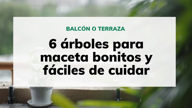 6 árboles para maceta bonitos y fáciles de cuidar
