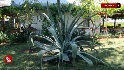 Antalya Serik’te nadir görülen Agave ağacı bulundu