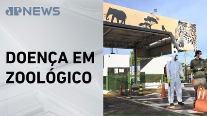 Governo do DF confirma caso de gripe aviária em Brasília