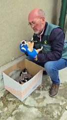 La Guardia Civil de Valladolid investiga el abandono de nueve gatitos en Renedo de Esgueva