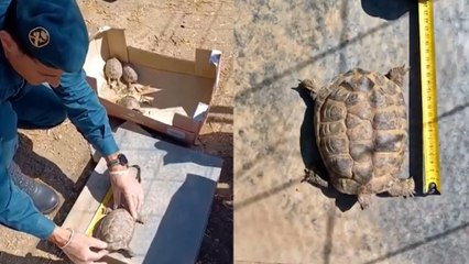 El Seprona rescata tres tortugas mediterráneas y una mora en La Selva del Camp, Tarragona