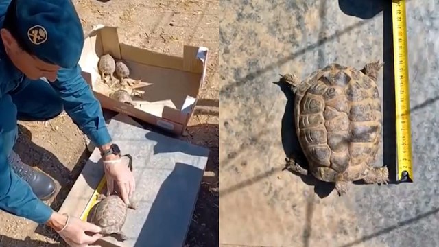 El Seprona rescata tres tortugas mediterráneas y una mora en La Selva del Camp, Tarragona