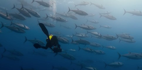 David Attenborough: Océano Tráiler VO