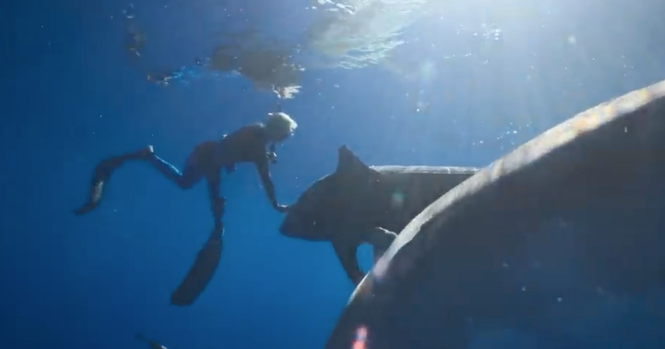 Encantadora de tiburones Tráiler VO