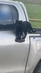 Cat Perches on Car Door Handle
