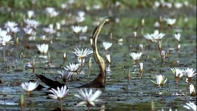 Nómadas del viento | Tráiler