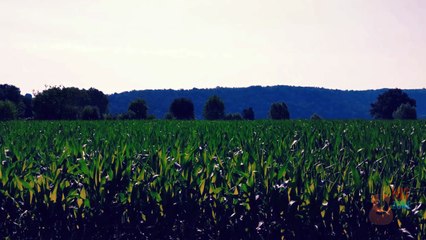 “MINHA RAIZ É O CAMPO – (Clipe Oficial)  Quem Nasce Com Pé na Enxada Nunca Se Dobra