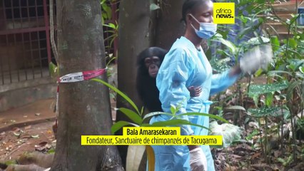 Sierra Leone : un sanctuaire de chimpanzés ferme ses portes au public