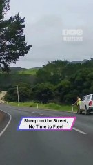 heep Take Over The Road Like They Own It – Unexpected Traffic Jam!
