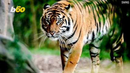 Introducing Two Adorable Tiger Cubs at a U.K. Zoo