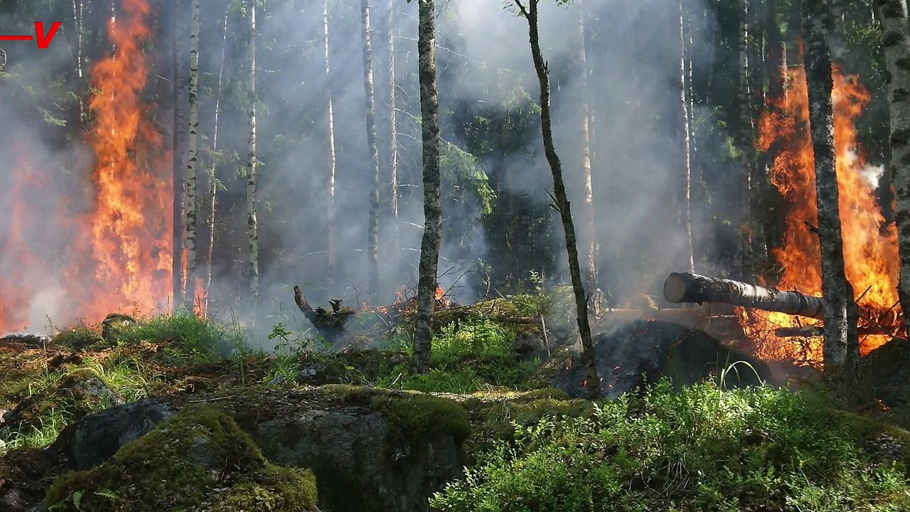 This Could Be a Warning Sign for an Extinction Level Wildfire