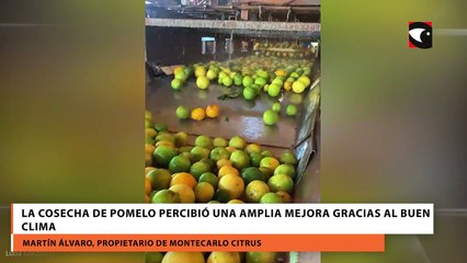 La cosecha de pomelo percibió una amplia mejora gracias al buen clima