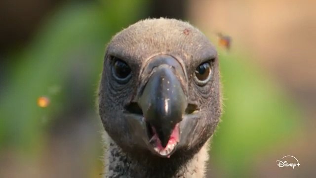 Les outsiders du monde animal - Bande-annonce officielle (VF) ｜ Disney+