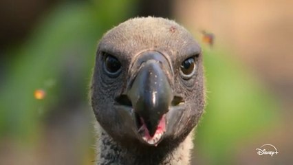 Les outsiders du monde animal - Bande-annonce officielle (VF) ｜ Disney+