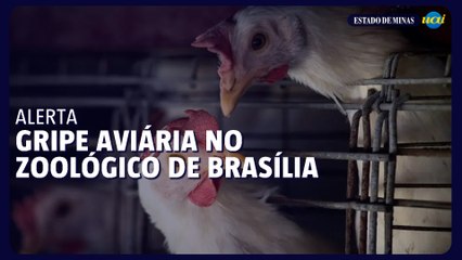 Zoológico de Brasília confirma caso de gripe aviária