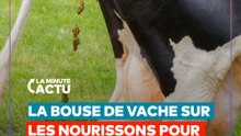 APPLIQUER DE LA BOUSE DE VACHE SUR LES BÉBÉS : UNE PRATIQUE ANCESTRALE CONTROVERSÉE