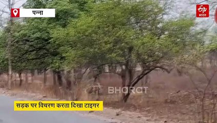 पन्ना में सड़क पर टाइगर देख लोग हुए स्टैच्यू!, बाघ की अकड़ देख थम गई सांसे