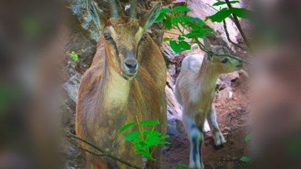 Anne ve yavru dağ keçisi doğada böyle görüntülendi