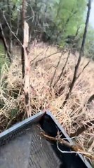Truck Backs Up and Takes Out Trees After Hitting Throttle