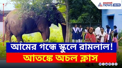 Jhargram News Today : আমের গন্ধে স্কুলে ঢুকে পড়ল রামলাল! আতঙ্কে শিক্ষক-পড়ুয়ারা | Bangla News