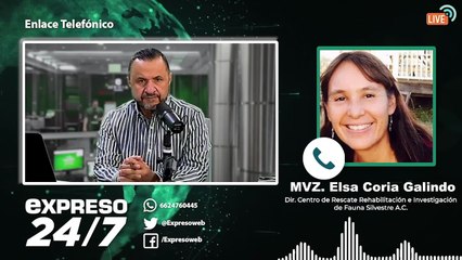 Desove de tortugas marinas en Guaymas