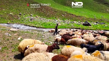Mount Mor sees return of livestock and traditions following period of stability
