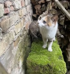 cute cat & kitten 😼😼❤️ #cat #kitten #catvideo