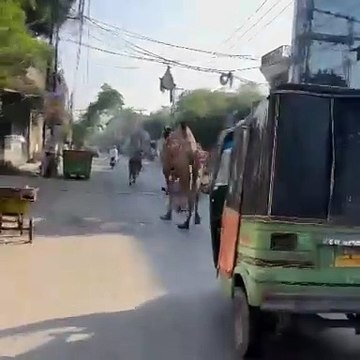 Bull and Camel running on road ____videos Eid 2025 #bull #camel #Lahore #viral #eid2025 #eidulazha #qurbani #Lahore sacrifice #goat