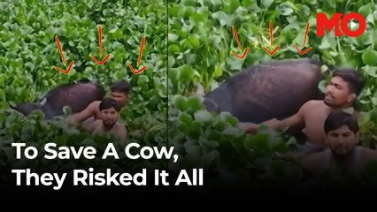 To save a Cow, they risked it all