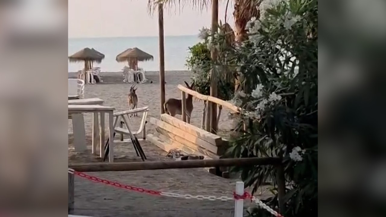 Dos cabras aparecen en una playa de Málaga para sorpresa de sus vecinos