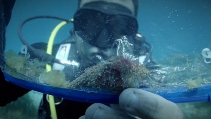 La invasión que transforma el Mediterráneo: “En algunas zonas el lecho marino parece un paisaje lunar”