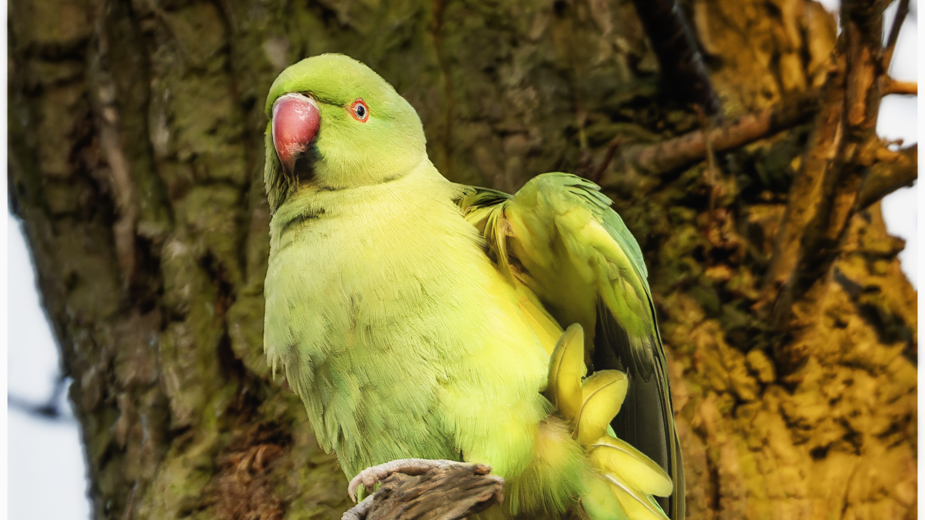 Parakeets changing Birmingham landscape: wild populations rise