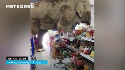 An elephant enters a store in Khao Yai, Thailand! His name is Plai Biang Lek, and he is a regular visitor to the National Park