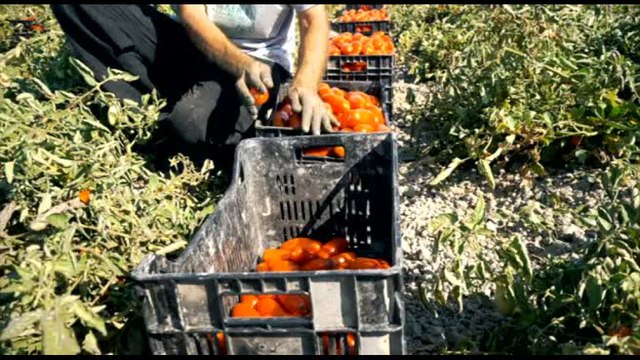 Rota (Fai Cisl): prezzi minimi agricoli contro il caporalato