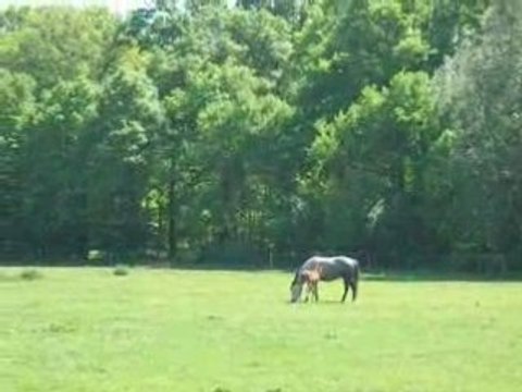 Haras de la Cense 01-Le pré