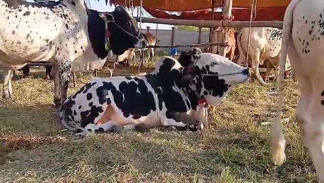 Desi Bulls/Cholistani Bulls/Sahiwal Bulls/Rawat Mandi/Kallar Syedan Road/Healthy Bulls/Qurbani