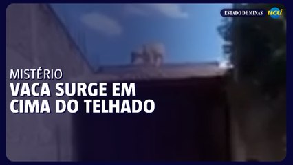 Vídeo mostra vaca em cima do telhado de casa no interior de SP