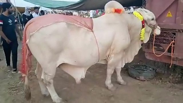 Biggest Bull in Islamabad Mandi/Nukra Bull/Cholistani Bull/Sahiwal Bull/Huge Bull/Healthy Bull/Desi